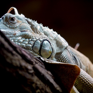 Photographie d'un chaméléon  - France  - collection de photos clin d'oeil, catégorie animaux