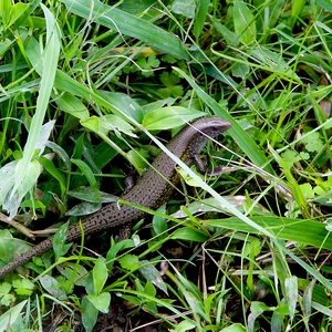 Un lézard se promène sur des herbes sauvages. - Belgique  - collection de photos clin d'oeil, catégorie animaux