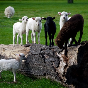 Moutons jouant sur un tronc - Belgique  - collection de photos clin d'oeil, catégorie animaux