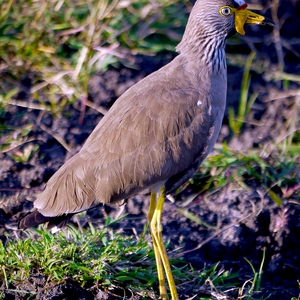 Oiseau dasn le parc Akagera au Rwanda - Rwanda  - collection de photos clin d'oeil, catégorie animaux