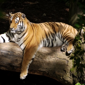 Tigre sur une branche - Belgique  - collection de photos clin d'oeil, catégorie animaux