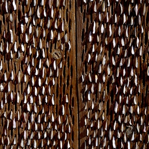 Caillous fixés sur une planche servant de herse - Rwanda  - collection de photos clin d'oeil, catégorie clindoeil