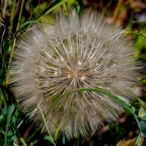 Semences de pissenlit en très gros plan - France  - collection de photos clin d'oeil, catégorie plantes