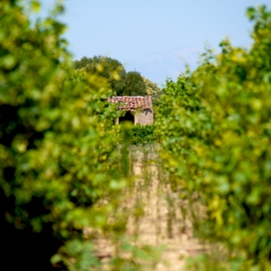 Cabanon de vigneron au bout de deux rangées de vignes - France  - collection de photos clin d'oeil, catégorie paysages
