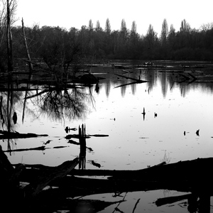Marais envahis de troncs morts et entourés de forêts - Belgique  - collection de photos clin d'oeil, catégorie paysages