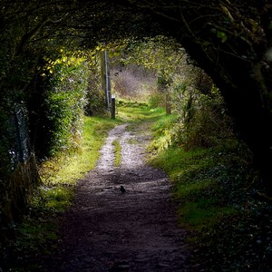 Chemin dans un tunnel de végétaiton - France  - collection de photos clin d'oeil, catégorie paysages