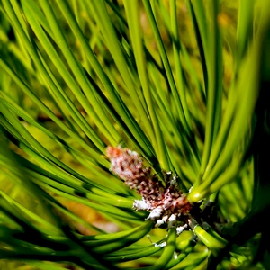 Aiguilles vertes d'épicéa en gros plan - France  - collection de photos clin d'oeil, catégorie plantes