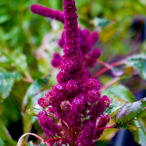 Fleur d'Amarante - France  - collection de photos clin d'oeil, catégorie plantes