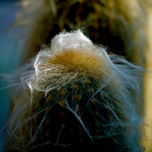Cactus filamenteux - Belgique  - collection de photos clin d'oeil, catégorie plantes