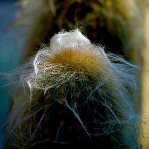 Collection de photos clin d'oeil de la catégorie Plantes