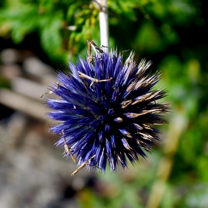 Fleur de chardon mauve - France  - collection de photos clin d'oeil, catégorie plantes