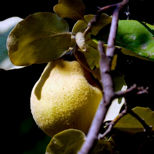 Fruit du cognassier sur sa branche - Sicile  - collection de photos clin d'oeil, catégorie plantes