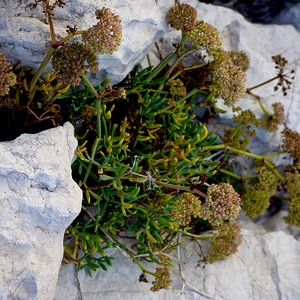 Criste-marine au milieu des rochers - France  - collection de photos clin d'oeil, catégorie plantes