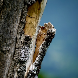 Ecorce se détachant du tronc - Italie  - collection de photos clin d'oeil, catégorie plantes