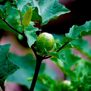 Branches, feuilles et fruit du figuier - France  - collection de photos clin d'oeil, catégorie plantes