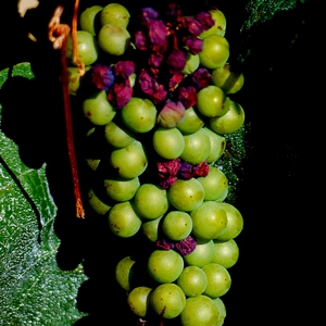Grappe de raisins verts - France  - collection de photos clin d'oeil, catégorie plantes