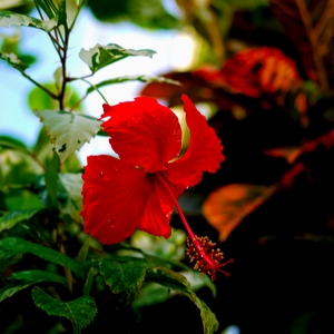 Fleur rouge d'ibiscus - Belgique  - collection de photos clin d'oeil, catégorie plantes