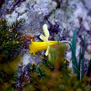 Jonquille poussant vaillamment entre les rochers  - France  - collection de photos clin d'oeil, catégorie plantes