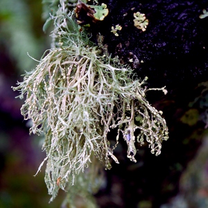 Farinose Cartilage Lichen - France  - collection de photos clin d'oeil, catégorie plantes