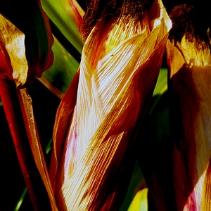 Maïs en gros plan au coucher - Belgique  - collection de photos clin d'oeil, catégorie plantes