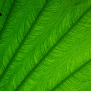 Feuille verte en très gros plan laissant apparaitre les nervures - Belgique  - collection de photos clin d'oeil, catégorie plantes