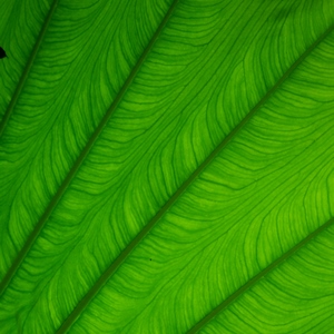 Collection de photos clin d'oeil de la catégorie Plantes