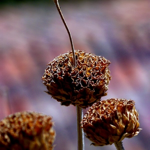 Fleurs séchées de phlomis - Belgique  - collection de photos clin d'oeil, catégorie plantes